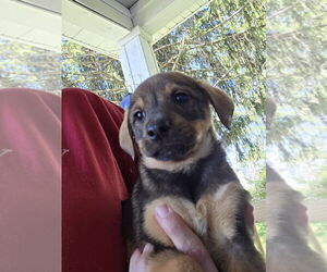 Chihuahua-Unknown Mix Dogs for adoption in Aurora, IN, USA