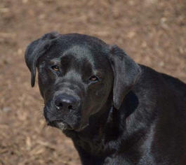 Labrador Retriever-Unknown Mix Dogs for adoption in Custer, WA, USA
