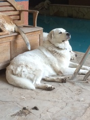 Small Great Pyrenees Mix