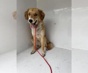 Golden Cocker Retriever Dogs for adoption in Houston, TX, USA