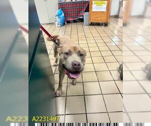American Pit Bull Terrier Dogs for adoption in West Palm Beach, FL, USA