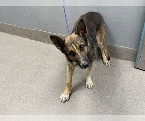 German Shepherd Dog-Unknown Mix Dogs for adoption in Las Vegas, NV, USA