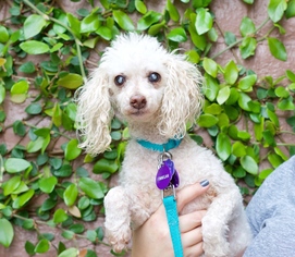 Poodle (Toy) Dogs for adoption in Pittsburg, CA, USA