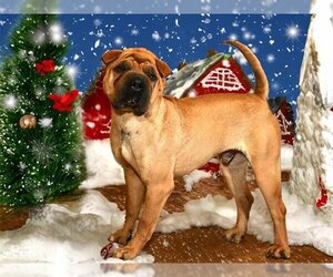 Chinese Shar-Pei Dogs for adoption in West Valley, UT, USA