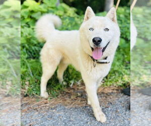 Huskies -Unknown Mix Dogs for adoption in Clarkesville, GA, USA