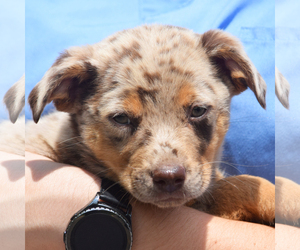Medium Photo #1 Sheprador Puppy For Sale in Huntley, IL, USA