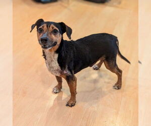 Chiweenie Dogs for adoption in Vail, AZ, USA