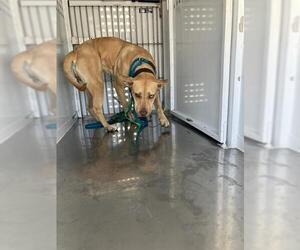 Labrador Retriever Dogs for adoption in Stockton, CA, USA