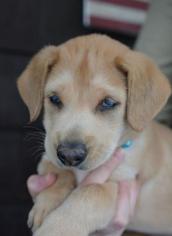Golden Labrador Dogs for adoption in Danbury, CT, USA