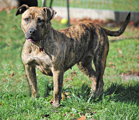 Medium Photo #1 American Pit Bull Terrier-Mountain Cur Mix Puppy For Sale in Spring Lake, NJ, USA