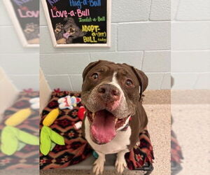 Boxer-Unknown Mix Dogs for adoption in Brighton, CO, USA