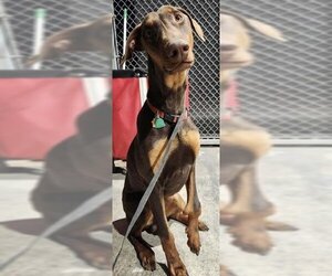 Doberman Pinscher Dogs for adoption in San Antonio, TX, USA