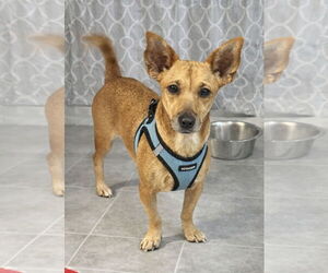 Chiweenie Dogs for adoption in Sanford, FL, USA