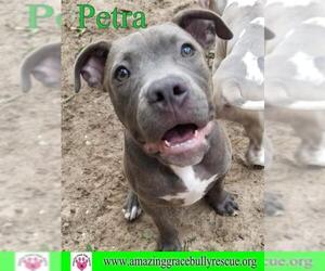 American Pit Bull Terrier Dogs for adoption in Pensacola, FL, USA