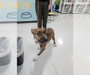 Greyhound-Unknown Mix Dogs for adoption in Temple, TX, USA