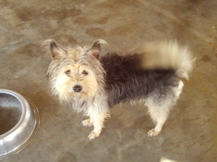 Miniature Schnauzer-Unknown Mix Dogs for adoption in Bonifay, MO, USA