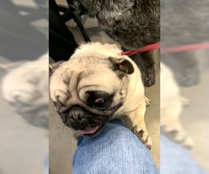 Pug Dogs for adoption in Pampa, TX, USA