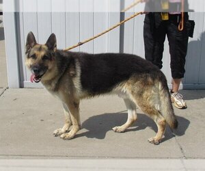 German Shepherd Dog Dogs for adoption in Louisville, KY, USA