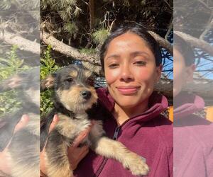Mutt Dogs for adoption in San Diego, CA, USA