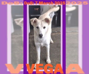 Labrador Retriever-Unknown Mix Dogs for adoption in Sebec, ME, USA