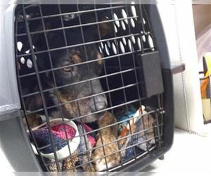 German Shepherd Dog Dogs for adoption in Oklahoma City, OK, USA