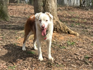Australian Shepherd Dogs for adoption in Blairsville, GA, USA