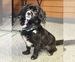 Spaniel-Unknown Mix Dogs for adoption in Salt Lake City, UT, USA