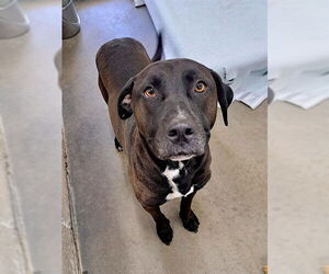 American Pit Bull Terrier-Labrador Retriever Mix Dogs for adoption in Easton, MD, USA