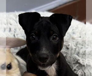 Bernese Mountain Dog-Labrador Retriever Mix Dogs for adoption in Jefferson, NJ, USA