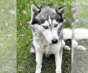 Siberian Husky Dogs for adoption in Houston, TX, USA