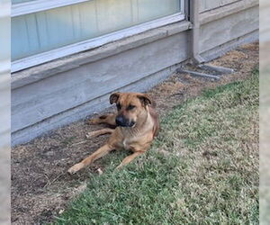 Labrador Retriever Dogs for adoption in Stockton, CA, USA