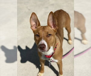 Basenji-Unknown Mix Dogs for adoption in Center Township, PA, USA