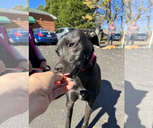 Labrador Retriever-Unknown Mix Dogs for adoption in Garner, NC, USA