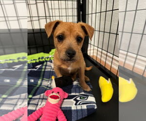 Mutt Dogs for adoption in Bellevue, WA, USA