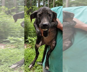 Mutt Dogs for adoption in Corinth, MS, USA