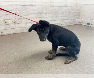 German Shepherd Dog Dogs for adoption in San Bernardino, CA, USA
