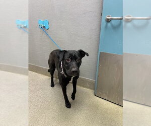 Labrador Retriever-Unknown Mix Dogs for adoption in Las Vegas, NV, USA