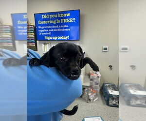 Chihuahua-Unknown Mix Dogs for adoption in Pasadena, TX, USA