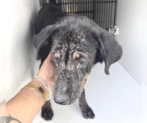 Labrador Retriever-Unknown Mix Dogs for adoption in Houston, TX, USA
