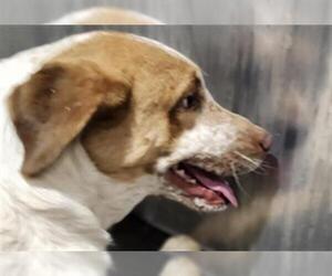 Mutt Dogs for adoption in San Antonio, TX, USA