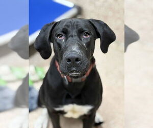 Great Dane-Unknown Mix Dogs for adoption in Martinsburg, WV, USA
