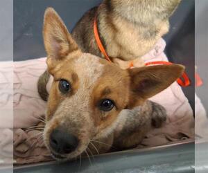 Texas Heeler Dogs for adoption in Bakersfield, CA, USA