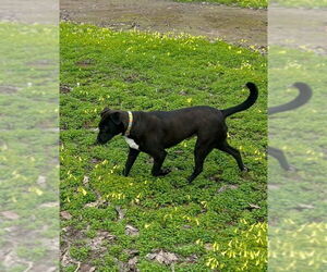 American Pit Bull Terrier-Labrador Retriever Mix Dogs for adoption in Yuba City, CA, USA