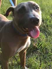 Labmaraner Dogs for adoption in byhalia, MS, USA