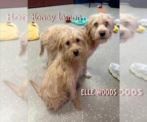 Cairn Terrier-Unknown Mix Dogs for adoption in Fort Wayne, IN, USA