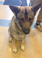 Medium Photo #1 German Shepherd Dog Puppy For Sale in Little Elm, TX, USA