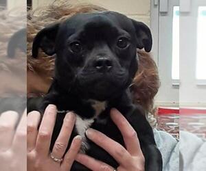 Puggle Dogs for adoption in Augusta, WV, USA