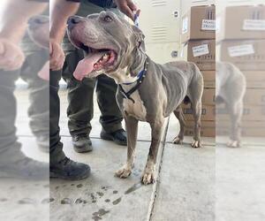American Pit Bull Terrier Dogs for adoption in Bakersfield, CA, USA