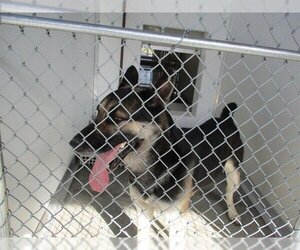 German Shepherd Dog Dogs for adoption in Temple, TX, USA