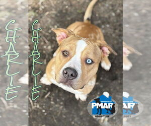 American Pit Bull Terrier-Unknown Mix Dogs for adoption in Binghamton, NY, USA
